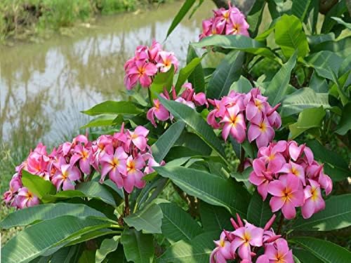 Hawaiian Rare Plumeria Frangipani Plant Planta Cuttings Red, White, Yellow, Pink - 10 Inch - Discount Hawaiian Gifts LQ4 (Pink)
