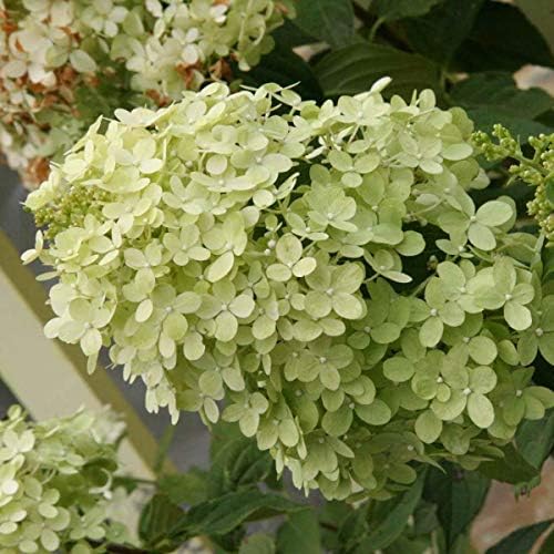 Limelight Proven Winner Hydrangea in a 4 inch Pot - A Truly Stunning Summer Blooming Hydrangea that has Flowers that Grow from Green to White to a