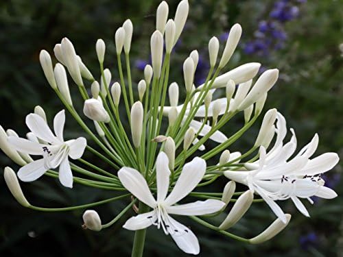 Agapanthus Getty White - 3 Live Plants - Blooming Groundcover Grass