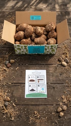 20 Elephant Ear Bulbs Taro Colocasia Esculenta Poi Gabi Kalo Eddo Ready to Grow by Greenhouse PCA