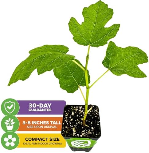 Olympian Fig Tree Live Plant - Ficus carica by Wellspring Gardens - Starter Plant Ideal for Gardens & Containers - Great for Indoor Houseplants, Outdoor Landscaping & Garden Planting