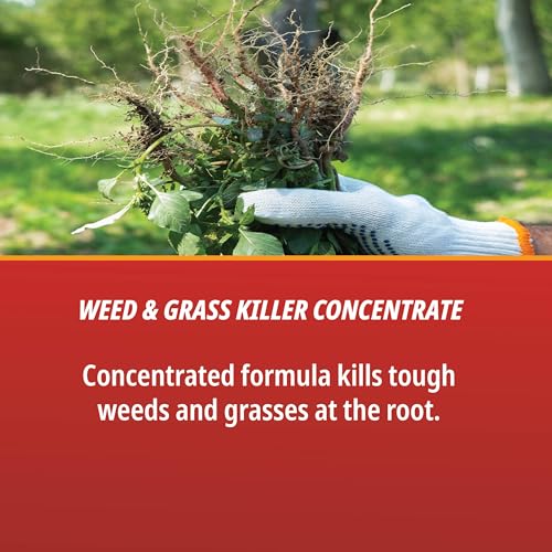 Control Solutions 82004318 1 Quart Eraser & Grass Killer Concentrate Weed Killers | Low-Odor, Water Based Formula, Effective Against Annual Weeds