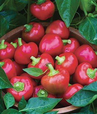 Sweet Red Cherry Pepper Seeds (Capsicum annuum) – 25+ Non GMO & Heirloom Seeds by Isla’s Garden Seeds, Compact Round Peppers for Stuffing