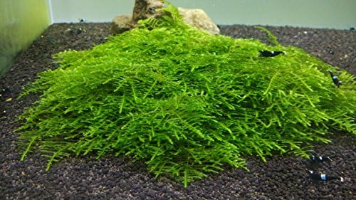 Spiky Moss Live Plant for Aquarium - 3x3 Inch