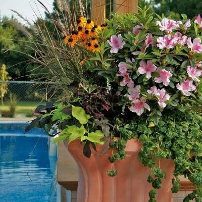 Encore Azalea Autumn Twist (2 Gallon) Pink Flowering Shrub Alive/Full Sun Live Outdoor Plant/Evergreen Plants Purple Pink Flowering Shrub - Full Sun