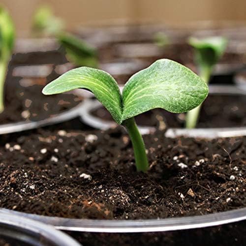 Coast of Maine (8qt) Sprout Island Blend, Organic & Natural Seed Starter for Seed Germination & Root Plant Cuttings