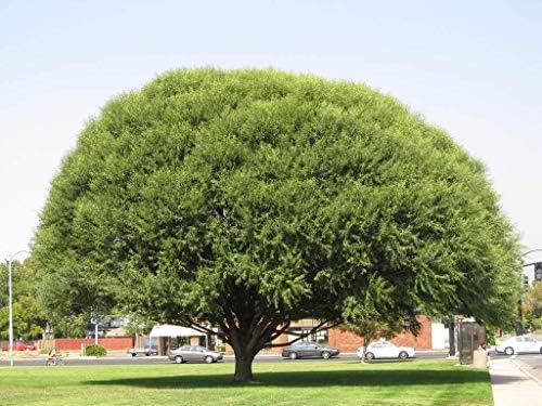 Four Globe Willow Tree Cuttings - Fast Growing Shade or Privacy - Get 4 Live Tree Plants - Globe Willow - Great for Bonsa