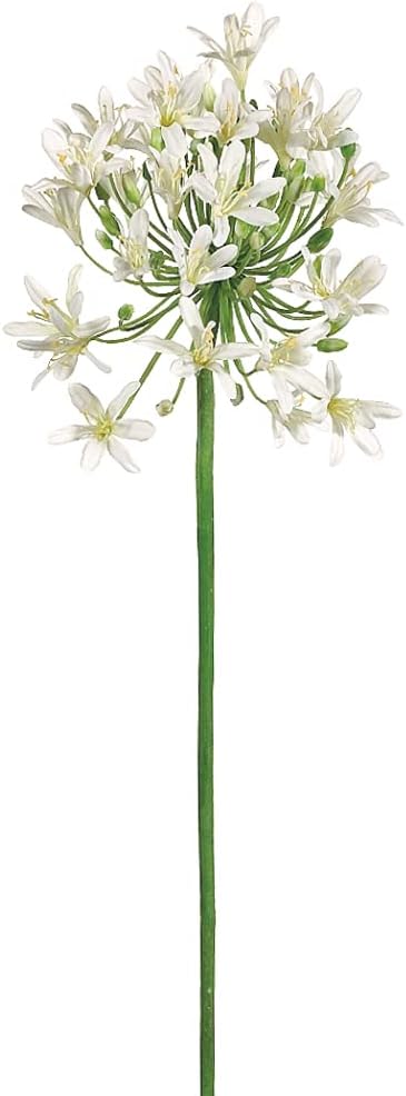 36" Agapanthus Spray Cream (Pack of 6)