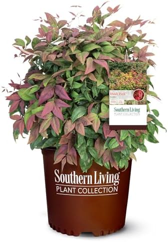Southern Living 2 Gal. Blush Pink Nandina Shrub