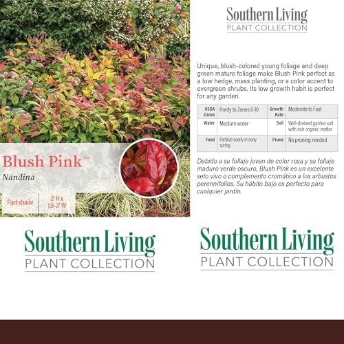 Southern Living 2 Gal. Blush Pink Nandina Shrub