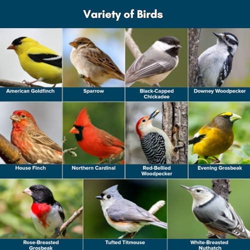 Blue Seal Neat Feast Wild Bird Seed | Convenient Shell-Free Mix | Attracts Wide Variety of Birds | 20 Pound Bag