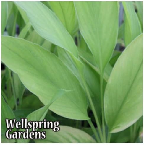 White Turmeric Ginger Curcuma zedoaria Live Plant