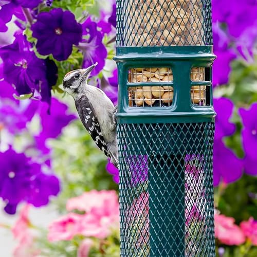 Squirrel Buster Nut Feeder Squirrel-Proof Bird Feeder for Shelled Peanuts & Dried Fruit, Weight-Adjustable, Woodpecker Friendly