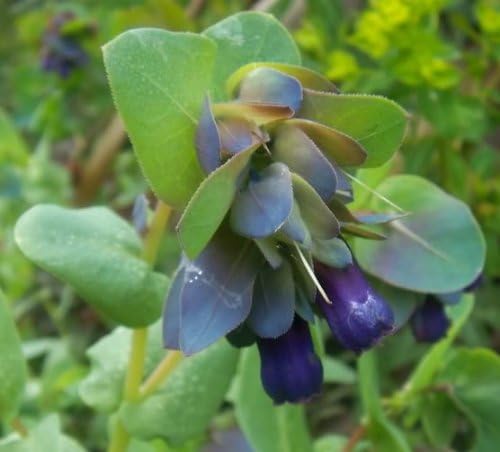 10 Blue Shrimp Plant/Honeywort/Blue Wax Cerinthe Major Flower Seeds