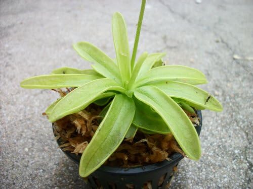 Carnivorous Primrose Butterwort (Pinguicula Primuliflora) Plant 3 inch Pot
