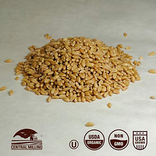 100% Organic Hard Red Spring Wheat Berries- 25 lbs