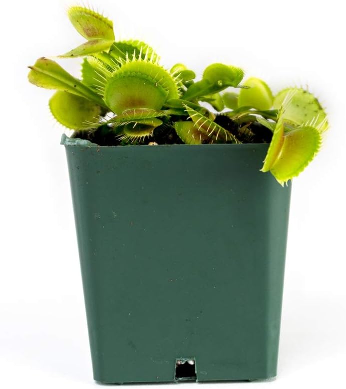 Sprig & Stone Carnivorous Plant Dionaea muscipula (Venus Fly Trap)