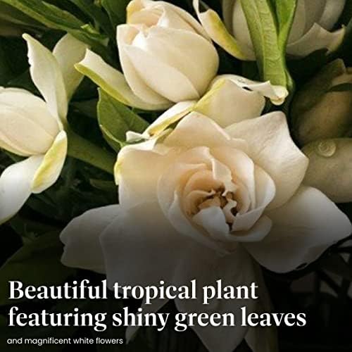 American Plant Exchange Gardenia Tree – Live Evergreen in Large 8-Inch Pot, Fragrant White Blooms, Easy-Care Indoor & Outdoor Flowering Tree for Home, Patio & Garden Décor