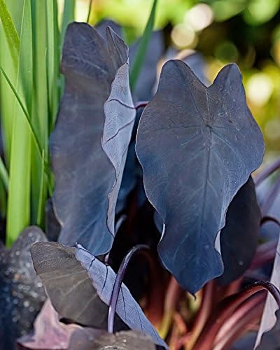 4 Black Magic Elephant Ears - 4 inch Containers (4 Pots of Plants) Do not Order in Extreme temperatures, hot or Cold