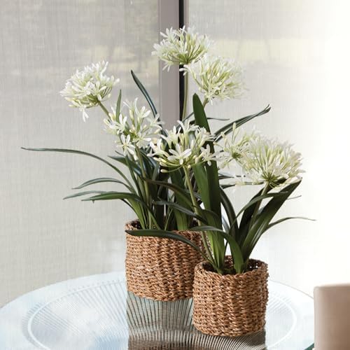 Napa Home & Garden Conservatory Agapanthus Drop in Plant 29 Inch White