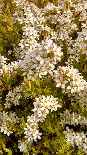 Proven Winners - Spiraea jap. Double Play Gold (Spirea) Shrub, , #3 - Size Container