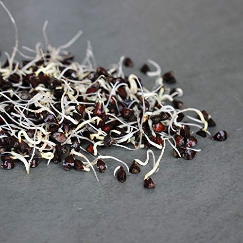 Mountain Valley Seed Co Buckwheat Seeds - 25 Lb Bulk ~300,000 Seeds