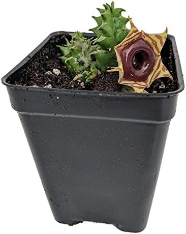 Lifesaver Succulent Plant - Huernia - Exotic Flower - 2.5" Pot
