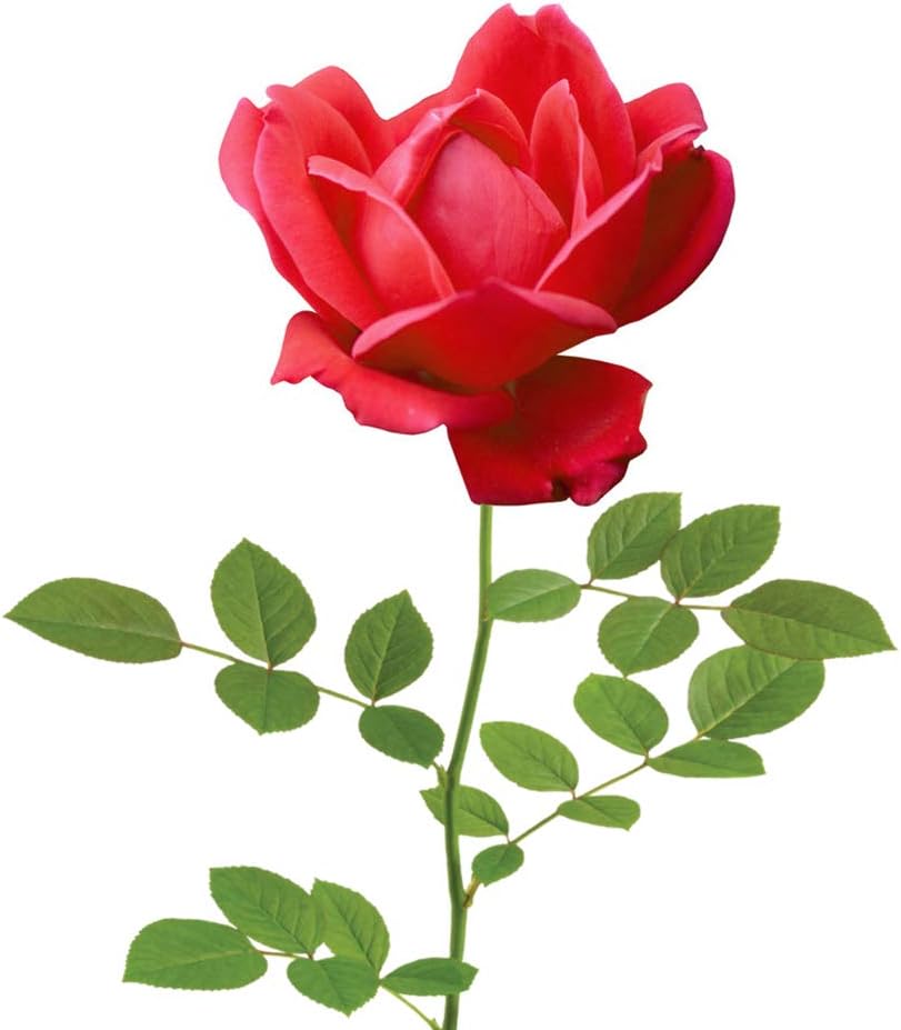 Perfect Plants Double Red Knock Out Rose, 3 Gallon, Live Plant | Vibrant blooms spring through summer, zones 5-10, low maintenance and easy to grow