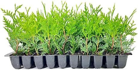 Thuja Arborvitae Green Giant Qty 30 Live Trees Evergreen Privacy