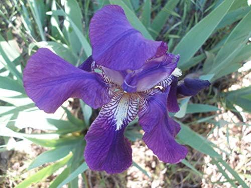 PURPLE/BLUE GERMAN BEARDED REBLOOMING IRIS (1) Rhizome/Bulb/Root Ready for Planting Now