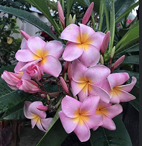Hawaiian Pink Plumeria Frangipani 1 Cutting DL9
