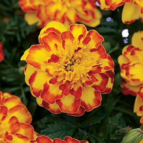 Park Seed Whopper Mix Marigold Flower Seeds – Giant 4-Inch Double Blooms in Yellow, Gold & Orange, Compact and Weather-Resistant Plants, Easy to Grow for Beds or Containers – Pack of 25