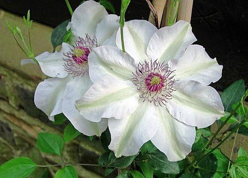 Miss Bateman Clematis Vine - Pure White - 2.5" Pot