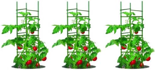 Gardener's Blue Ribbon 3-Pack Ultomato Tomato Plant Cage, Black, Model Number: TMC3PACK