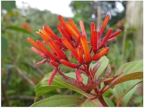 Scarlet Firebush - Hamelia Patens - Live Shrub Plant -Florida Native - Orange Red Flower - 8-10 Inches Tall - 4 Inch Pot