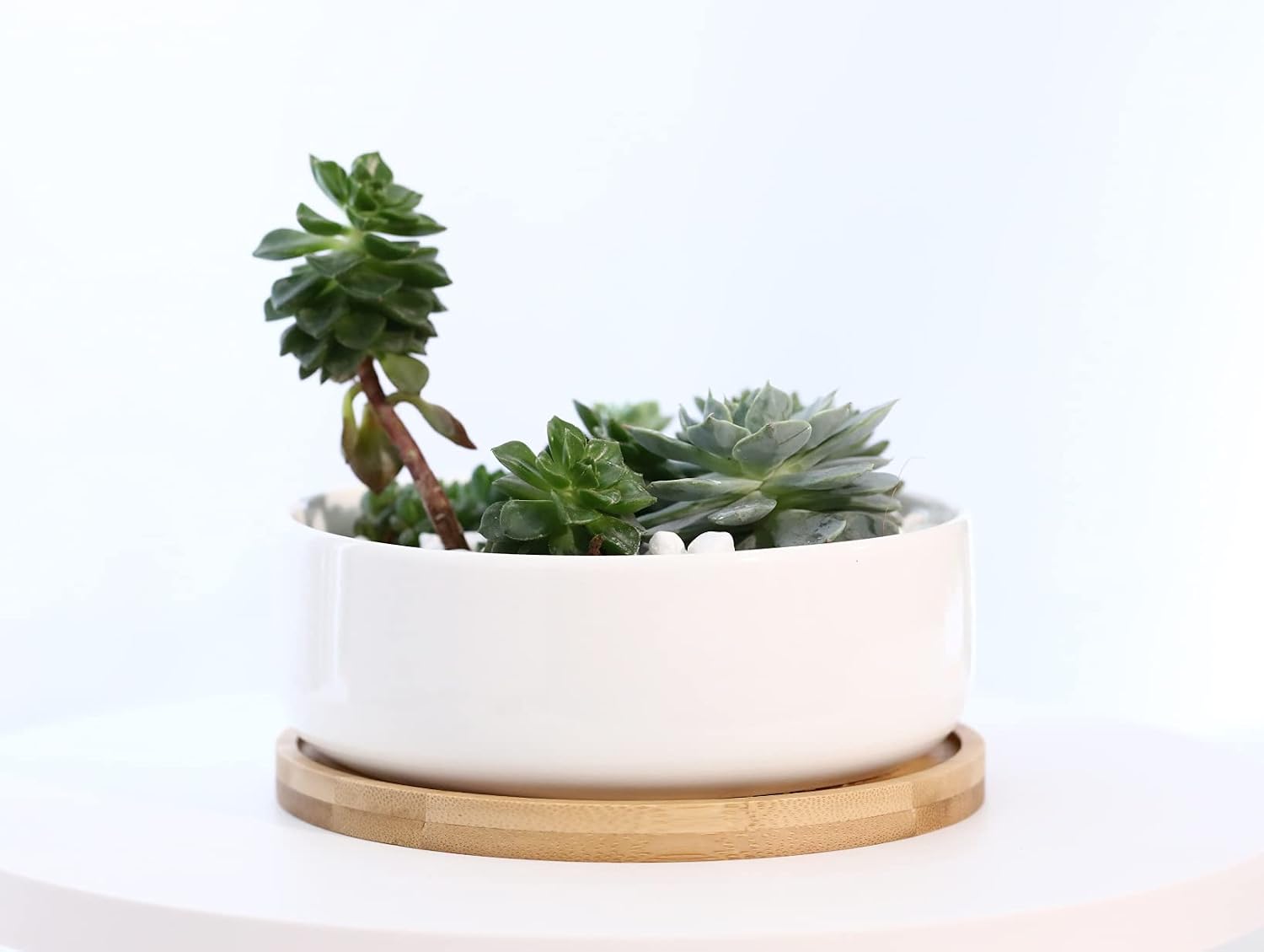 LANKER 6.3 Inch Round White Ceramic Succulent Planter Pot with Bamboo Tray