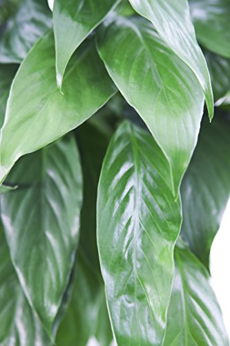 KaBloom-Peace Lily Plant (USABQ) for Valentine, Mother's Day