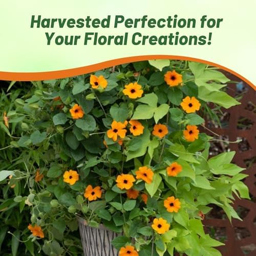 Outsidepride Sunrise Orange Thunbergia Black Eyed Susan Seeds - 100 Pcs Annual, Climbing Vine Flower Seeds for Planting Orange Blooms for Low Maintenance Gardens, Containers, Trellis & Fences