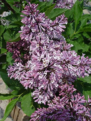 Proven Winners - Syringa x Bloomerang Dark Purple (Reblooming Lilac) Shrub, dark purple flowers, #3 - Size Container