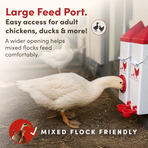 RentACoop High Rise 2 Gallon Chicken Waterer and 10lb Feeder Set