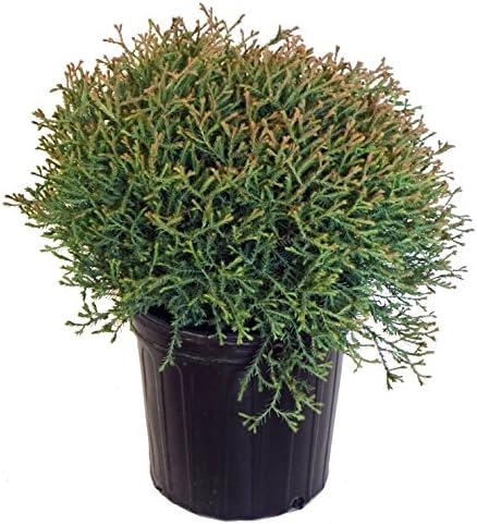 Live Plant Thuja-X Green Giant Evergreen Tree (Western Arborvitae), 3-Gallon Fully Potted Plant from Green Promise Farms