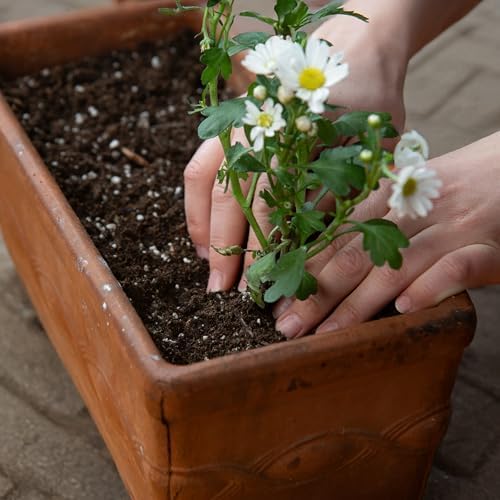 SunGro Horticulture Potting Mix - Natural & Organic, Black Gold - 8qt - Earthworm Castings, Perlite