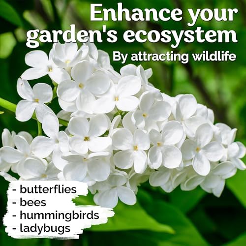 60 White Japanese Lilac Seeds (Syringa reticulata) – Extremely Fragrant, Perennial Flowering Plant