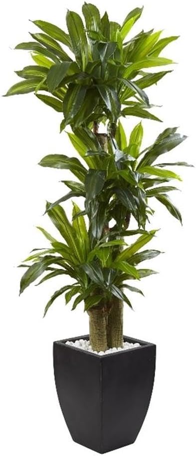 Nearly Natural 5.5ft. Corn Stalk Dracaena with Black Wash Planter