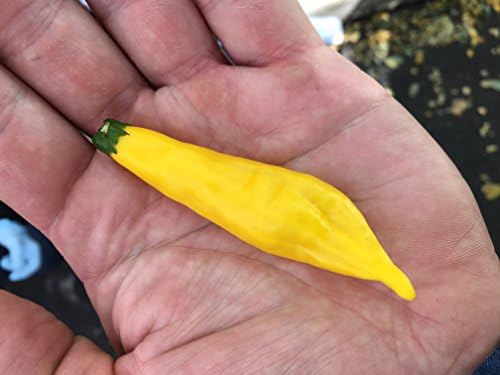 Aji Lemon Drop Limon Kellu Uchu Chile Heirloom Pepper Premium Seed Packet + More
