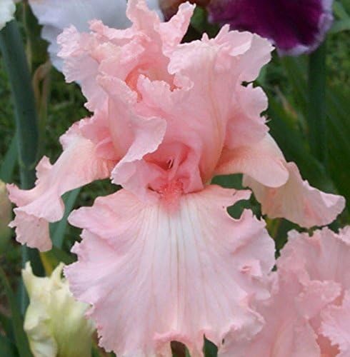 Beautiful Flowering Perenials, Reblooming Iris, Bearded Iris, Pink, Happenstance, Root, Plant, Great Spectacular Flower Heads