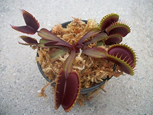 Adult Sized FTS Maroon Monster Venus Flytrap - Fly Trap - (Dionaea Muscipula) Carnivorous Plant 3 inch Pot