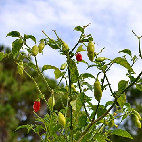 Sweet Datil Pepper - 20 Seeds (Capsicum Chinense) - From St. Augustine, Florida.