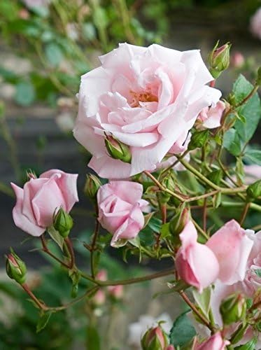 Rosa X Purple Pavement (Rose) Rose, purple flowers, #3 - Size Container