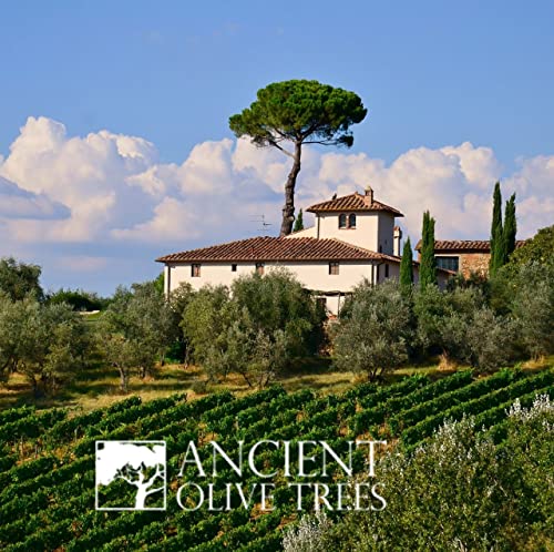 ANCIENT OLIVE TREES - Extra Virgin California Olive Oil | Pressed from Arbosana & Arbequina Olives | Hydroxytyrosol & Polyphenol Rich Olive Oil | EVOO Great for Dipping & Cooking | 12.6 FL. OZ. | 1 CT